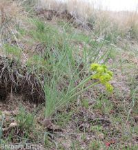 narrowleaf or Great Basin biscuitroot (<em>Lomatium simplex</em>)