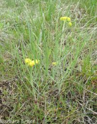 narrowleaf or Great Basin biscuitroot (<em>Lomatium simplex</em>)