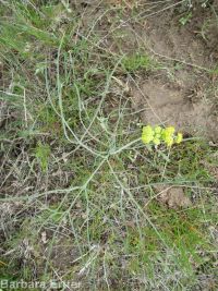 narrowleaf or Great Basin biscuitroot (<em>Lomatium simplex</em>)