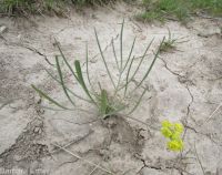 narrowleaf or Great Basin biscuitroot (<em>Lomatium simplex</em>)