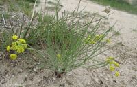 narrowleaf or Great Basin biscuitroot (<em>Lomatium simplex</em>)