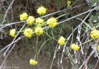 narrowleaf or Great Basin biscuitroot (<em>Lomatium simplex</em>)