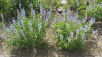 silver or mountain lupine (<em>Lupinus argenteus var. argentatus</em>)