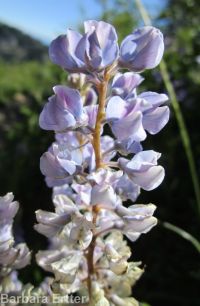 silver or mountain lupine (<em>Lupinus argenteus var. argentatus</em>)