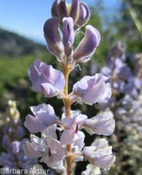 silver or mountain lupine (<em>Lupinus argenteus var. argentatus</em>)