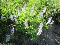 silver or mountain lupine (<em>Lupinus argenteus var. argentatus</em>)