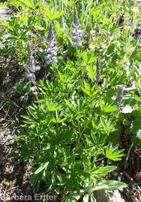 silver or mountain lupine (<em>Lupinus argenteus var. argentatus</em>)