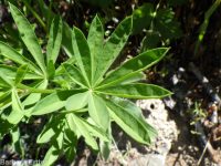 silver or mountain lupine (<em>Lupinus argenteus var. argentatus</em>)