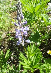 silver or mountain lupine (<em>Lupinus argenteus var. argentatus</em>)