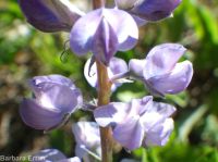 silver or mountain lupine (<em>Lupinus argenteus var. argentatus</em>)