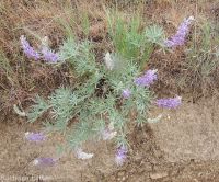silver or tailcup lupine (<em>Lupinus argenteus var. heteranthus</em>)