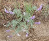 silver or tailcup lupine (<em>Lupinus argenteus var. heteranthus</em>)
