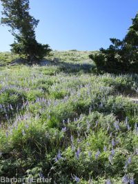 silver or tailcup lupine (<em>Lupinus argenteus var. heteranthus</em>)