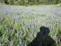 silver or tailcup lupine (<em>Lupinus argenteus var. heteranthus</em>)