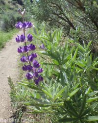 silver or tailcup lupine (<em>Lupinus argenteus var. heteranthus</em>)