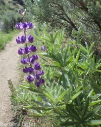 silver or tailcup lupine (<em>Lupinus argenteus var. heteranthus</em>)