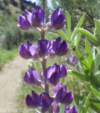 silver or tailcup lupine (<em>Lupinus argenteus var. heteranthus</em>)
