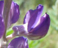 silver or tailcup lupine (<em>Lupinus argenteus var. heteranthus</em>)