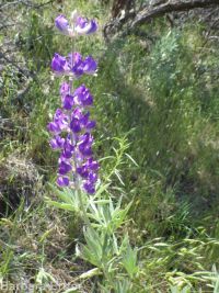 silver or tailcup lupine (<em>Lupinus argenteus var. heteranthus</em>)