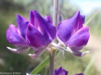 silver or tailcup lupine (<em>Lupinus argenteus var. heteranthus</em>)
