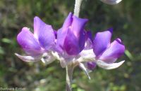 silver or tailcup lupine (<em>Lupinus argenteus var. heteranthus</em>)