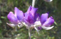 silver or tailcup lupine (<em>Lupinus argenteus var. heteranthus</em>)
