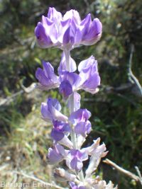 silver or tailcup lupine (<em>Lupinus argenteus var. heteranthus</em>)