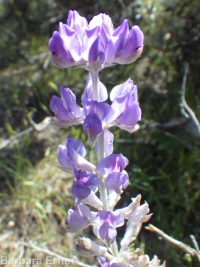silver or tailcup lupine (<em>Lupinus argenteus var. heteranthus</em>)