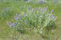 silver or tailcup lupine (<em>Lupinus argenteus var. heteranthus</em>)
