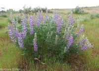 silver or tailcup lupine (<em>Lupinus argenteus var. heteranthus</em>)