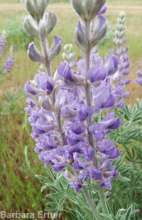 silver or tailcup lupine (<em>Lupinus argenteus var. heteranthus</em>)