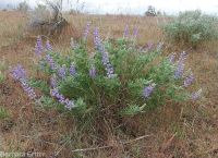 silver or tailcup lupine (<em>Lupinus argenteus var. heteranthus</em>)
