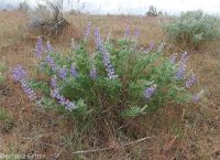 silver or tailcup lupine (<em>Lupinus argenteus var. heteranthus</em>)
