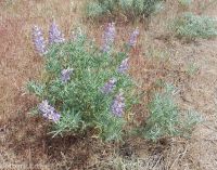 silver or tailcup lupine (<em>Lupinus argenteus var. heteranthus</em>)