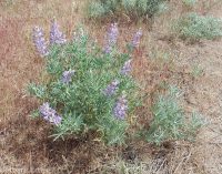 silver or tailcup lupine (<em>Lupinus argenteus var. heteranthus</em>)