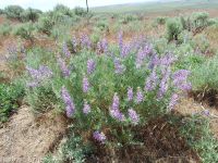silver or tailcup lupine (<em>Lupinus argenteus var. heteranthus</em>)