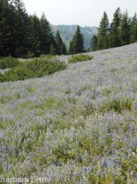 silver or tailcup lupine (<em>Lupinus argenteus var. heteranthus</em>)