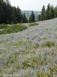 silver or tailcup lupine (<em>Lupinus argenteus var. heteranthus</em>)
