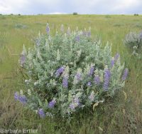 silver or tailcup lupine (<em>Lupinus argenteus var. heteranthus</em>)