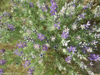 silver or tailcup lupine (<em>Lupinus argenteus var. heteranthus</em>)