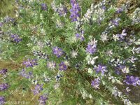 silver or tailcup lupine (<em>Lupinus argenteus var. heteranthus</em>)
