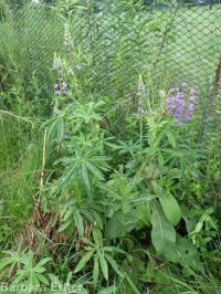 bigleaf, meadow, or garden lupine (<em>Lupinus polyphyllus</em>)