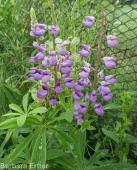 bigleaf, meadow, or garden lupine (<em>Lupinus polyphyllus</em>)