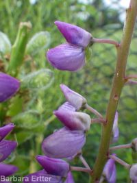 bigleaf, meadow, or garden lupine (<em>Lupinus polyphyllus</em>)