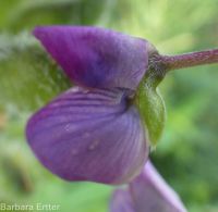 bigleaf, meadow, or garden lupine (<em>Lupinus polyphyllus</em>)