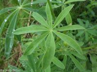 bigleaf, meadow, or garden lupine (<em>Lupinus polyphyllus</em>)