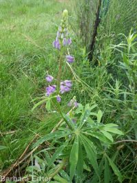 bigleaf, meadow, or garden lupine (<em>Lupinus polyphyllus</em>)