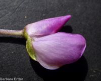 bigleaf, meadow, or garden lupine (<em>Lupinus polyphyllus</em>)