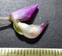 bigleaf, meadow, or garden lupine (<em>Lupinus polyphyllus</em>)