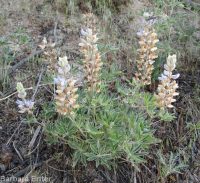 silky lupine (<em>Lupinus sericeus var. sericeus</em>)